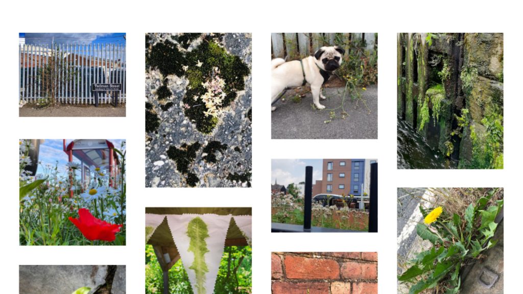 A collage of photographs which feature urban wild plants